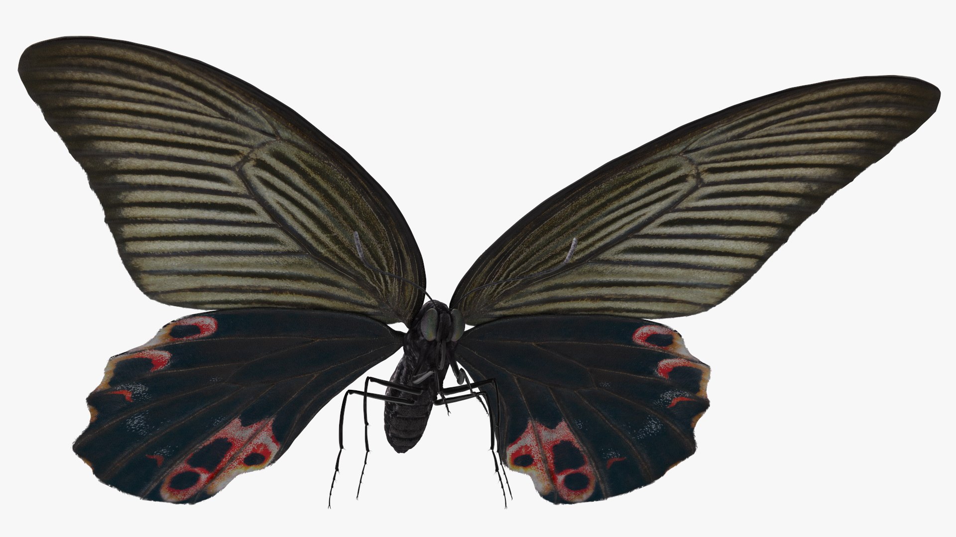 Papilio Protenor Butterfly Female model https://p.turbosquid.com/ts-thumb/Zs/F80qNR/Te/papilioprotenorbutterflyfemalec4dmodel008/jpg/1631081720/1920x1080/fit_q87/4b8a2268f76a0df4f005c7d1f46ec881528c947a/papilioprotenorbutterflyfemalec4dmodel008.jpg