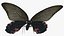 Papilio Protenor Papillon Femelle