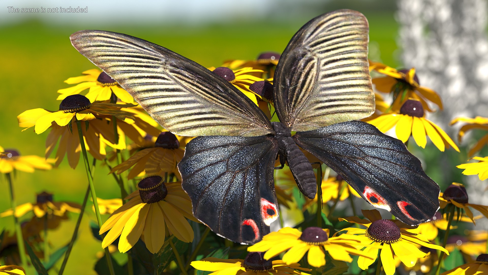 Papilio Protenor Butterfly Female model https://p.turbosquid.com/ts-thumb/Zs/F80qNR/WS/papilioprotenorbutterflyfemalec4dmodel003/jpg/1631081705/1920x1080/fit_q87/b9429d7ed7d0f9131669fc4ae1e642eb58149714/papilioprotenorbutterflyfemalec4dmodel003.jpg