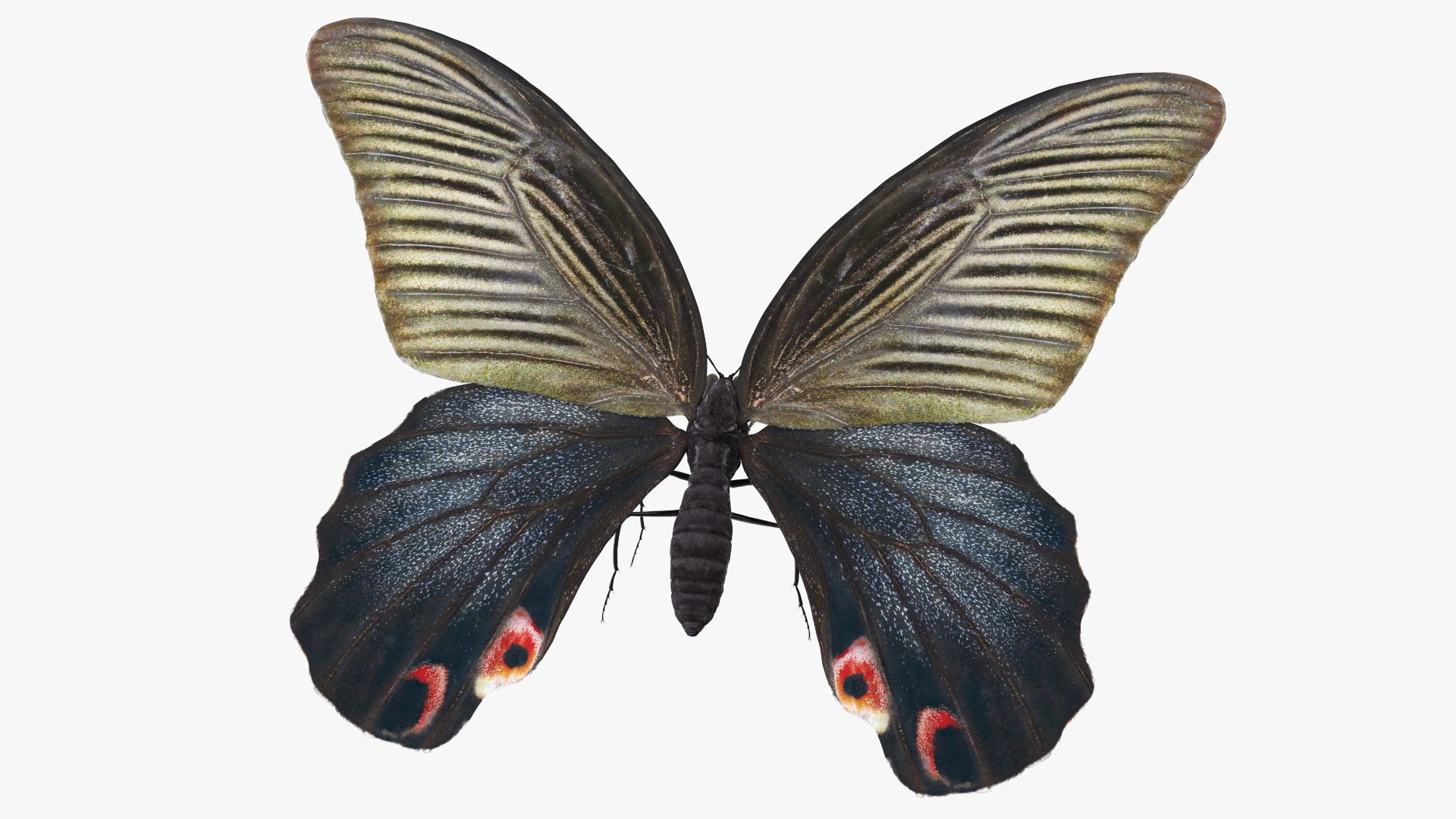 Papilio Protenor Butterfly Female 3D model preview
