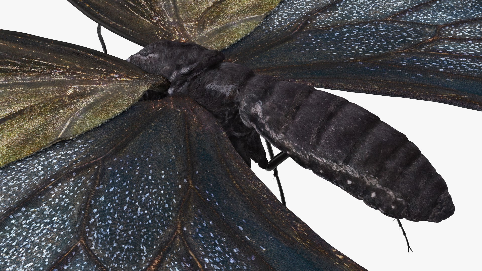 Papilio Protenor Butterfly Female model https://p.turbosquid.com/ts-thumb/Zs/F80qNR/a4/papilioprotenorbutterflyfemalec4dmodel012/jpg/1631081732/1920x1080/fit_q87/32a581240ace500ee9b4f24365a270eec8d6e206/papilioprotenorbutterflyfemalec4dmodel012.jpg