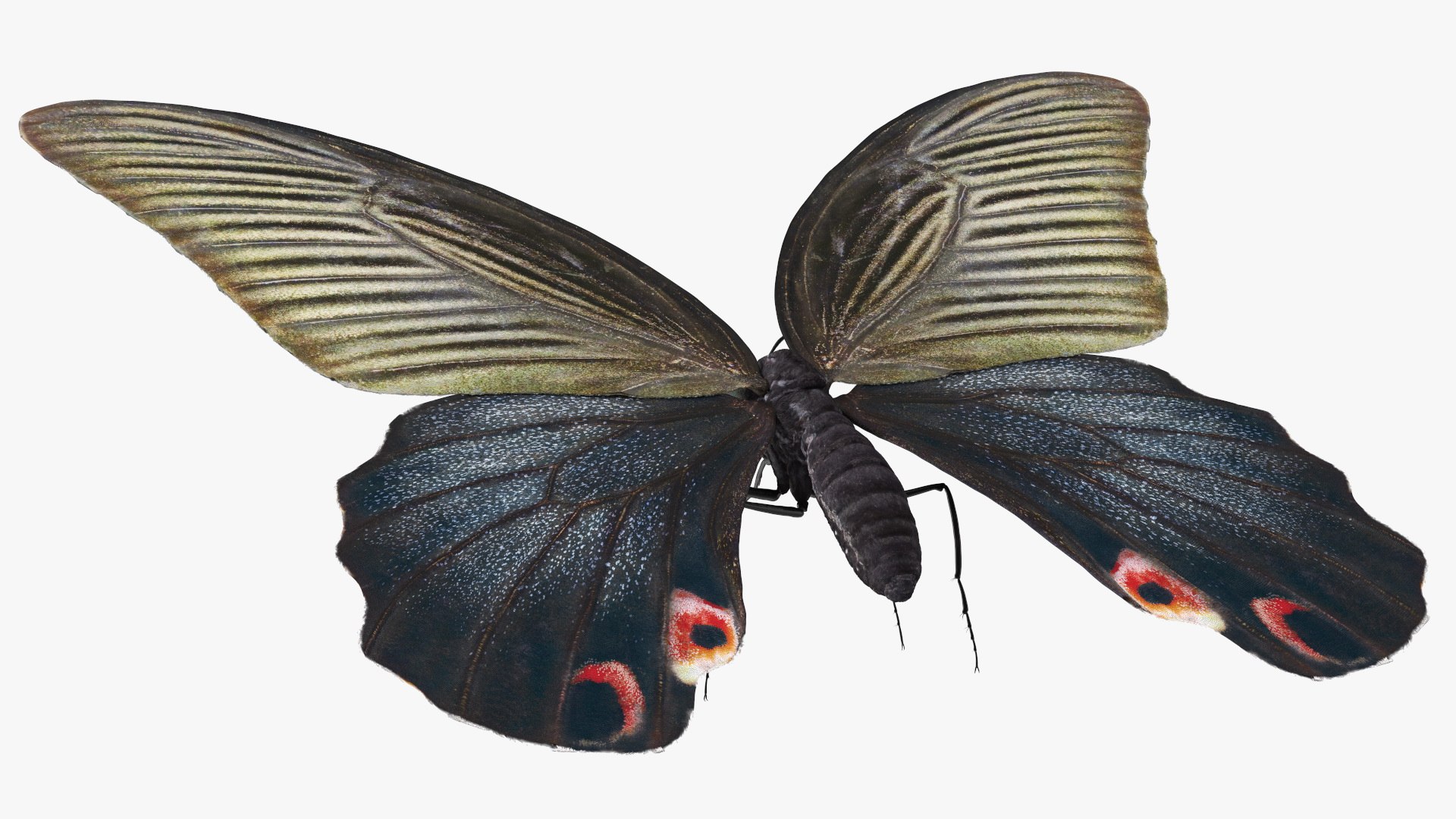 Papilio Protenor Butterfly Female model https://p.turbosquid.com/ts-thumb/Zs/F80qNR/cD/papilioprotenorbutterflyfemalec4dmodel006/jpg/1631081714/1920x1080/fit_q87/39f9dd8f280d6558aab99066de5a129060dbcc1d/papilioprotenorbutterflyfemalec4dmodel006.jpg