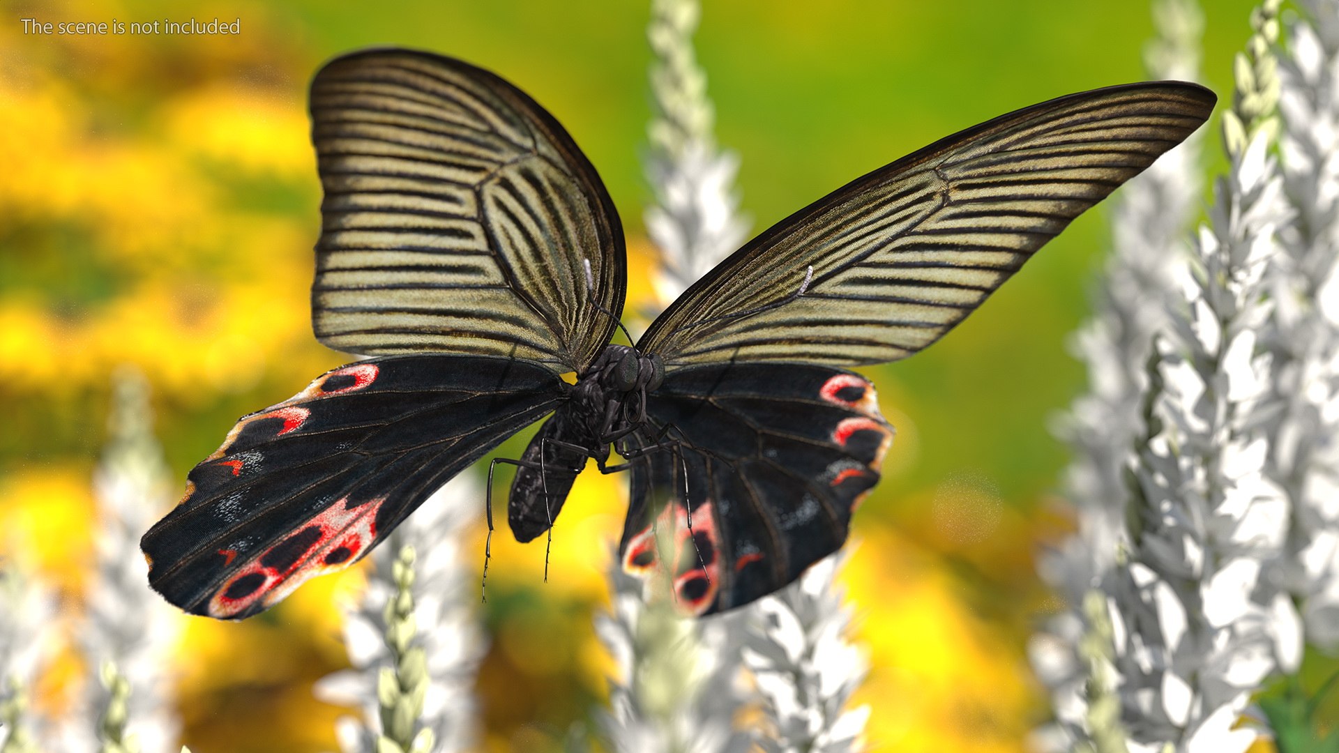 Papilio Protenor Butterfly Female model https://p.turbosquid.com/ts-thumb/Zs/F80qNR/nL/papilioprotenorbutterflyfemalec4dmodel002/jpg/1631081702/1920x1080/fit_q87/98a7e83c9409d29418085b5637ab71e9751eb58b/papilioprotenorbutterflyfemalec4dmodel002.jpg