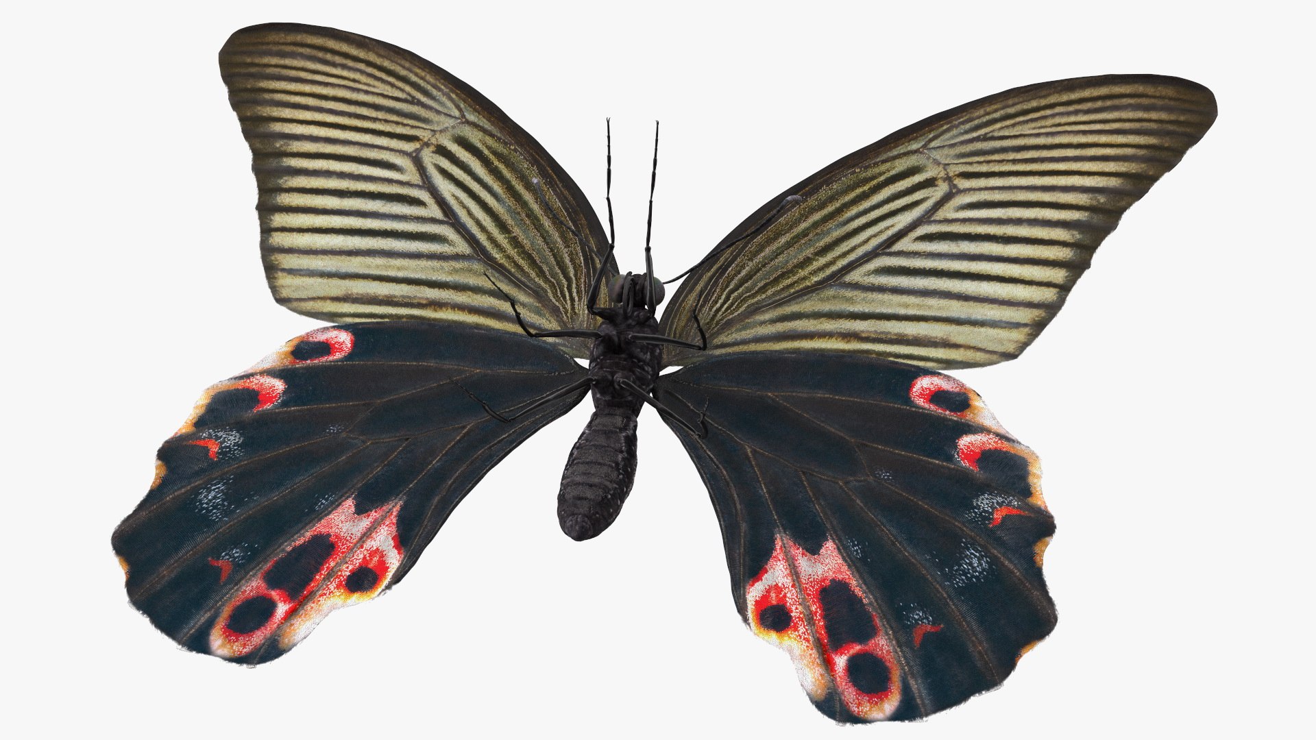 Papilio Protenor Butterfly Female model https://p.turbosquid.com/ts-thumb/Zs/F80qNR/x9/papilioprotenorbutterflyfemalec4dmodel009/jpg/1631081723/1920x1080/fit_q87/2932831d9896878c1928e90ee20e25cbabca96f5/papilioprotenorbutterflyfemalec4dmodel009.jpg