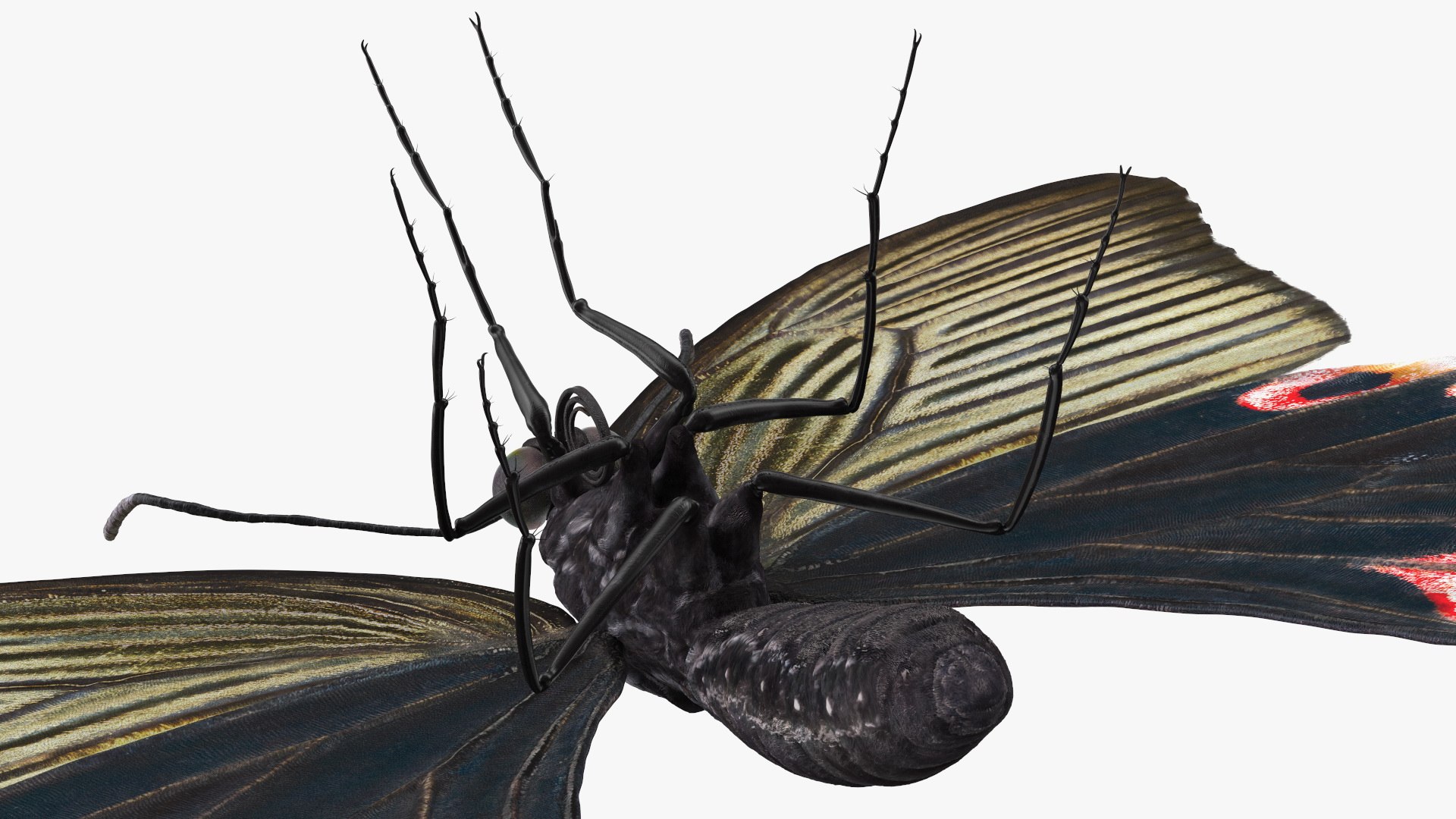 Papilio Protenor Butterfly Female model https://p.turbosquid.com/ts-thumb/Zs/F80qNR/zx/papilioprotenorbutterflyfemalec4dmodel015/jpg/1631081741/1920x1080/fit_q87/b30afecd1e4ccd8bf3006f176bed44c75913b6a0/papilioprotenorbutterflyfemalec4dmodel015.jpg