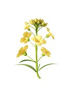 Rape flower clay wind Spring