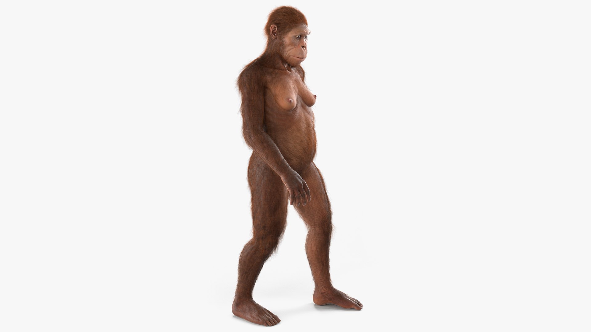 Anatomical Model of Australopithecus Female Fur Rigged 3D model preview