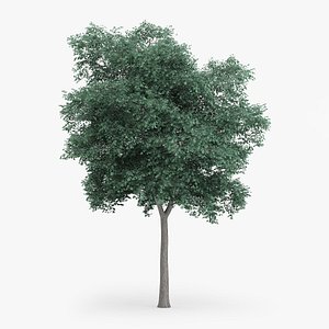 Northern Red Oak Tree 12.4m