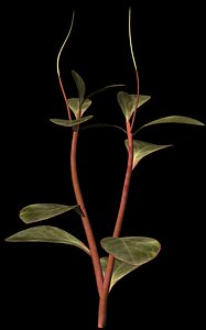 3d model plant petals stem
