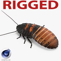 Hissing Cockroach Rigged for Cinema 4D 3D Model