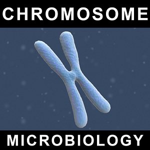 3d human chromosome