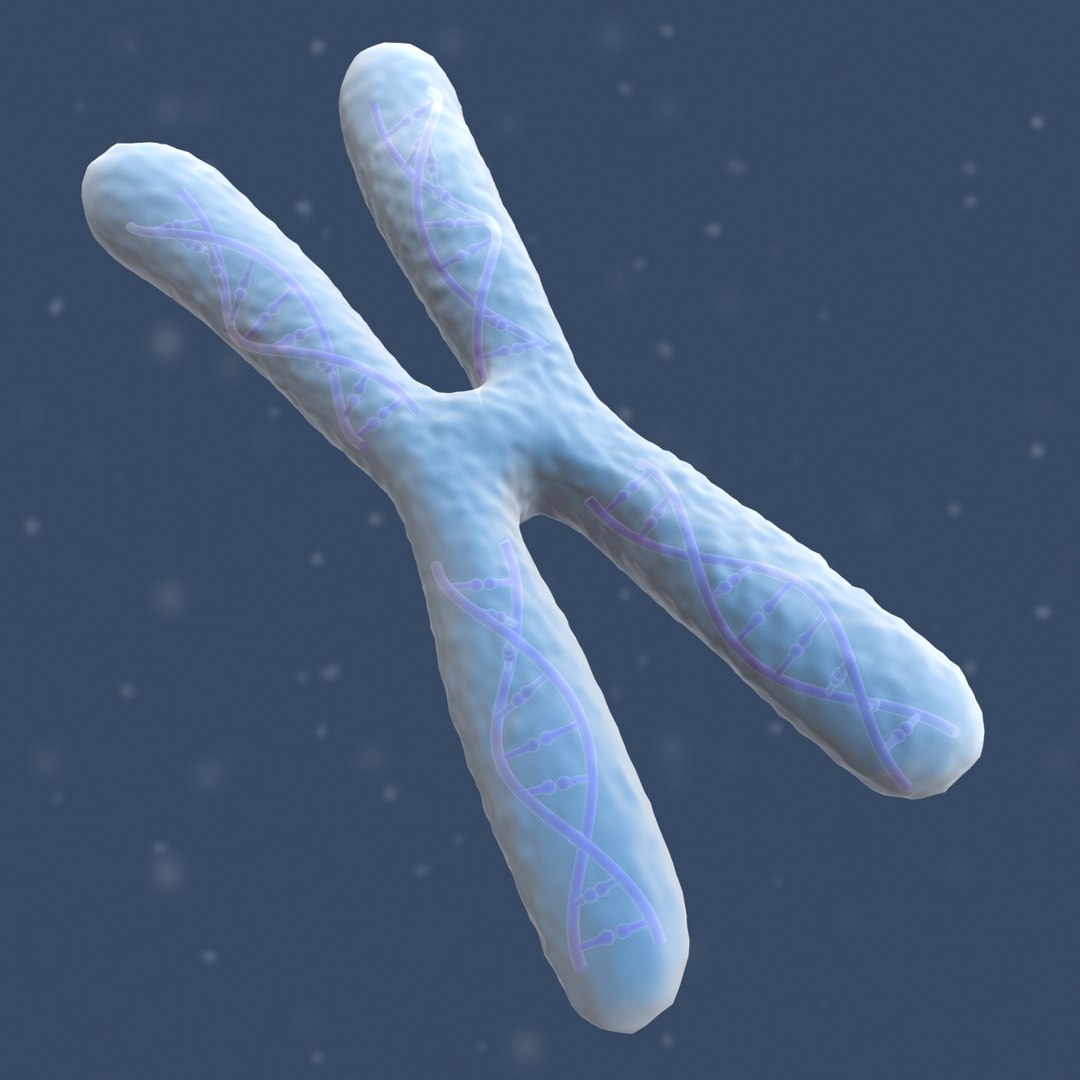 3d Human Chromosome