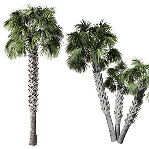 Carolina Palmetto Palm Tree
