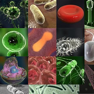 Micro objects collection