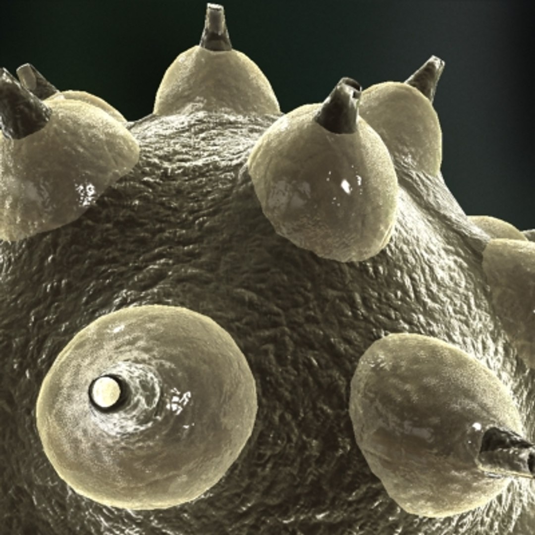 micro objects 3d max https://p.turbosquid.com/ts-thumb/Zs/s7jFZ4/IV0H68ES/0039/jpg/1266152063/1920x1080/fit_q87/5ca425e6ab1ec565dfcac5759a11d5783cfdc5e2/0039.jpg