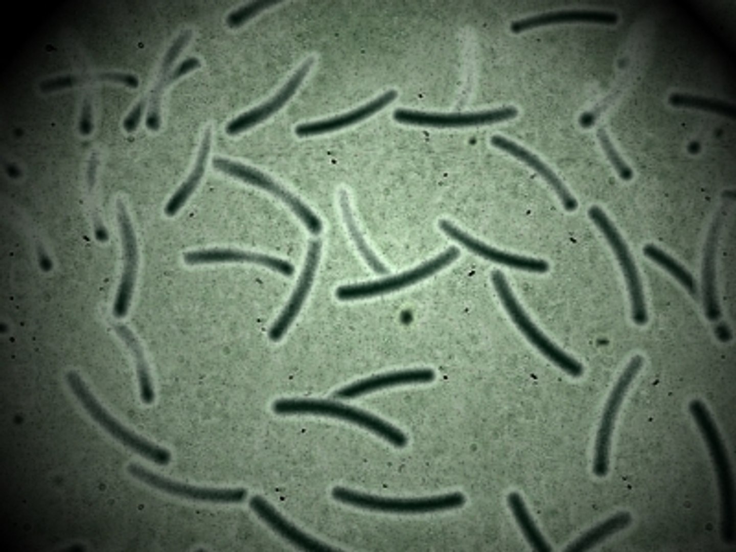 micro objects 3d max https://p.turbosquid.com/ts-thumb/Zs/s7jFZ4/S0t1EBUL/0042/jpg/1266152082/1920x1080/fit_q87/af25f78f78b50dc8f8683f7eecb1fc8b6b49358e/0042.jpg