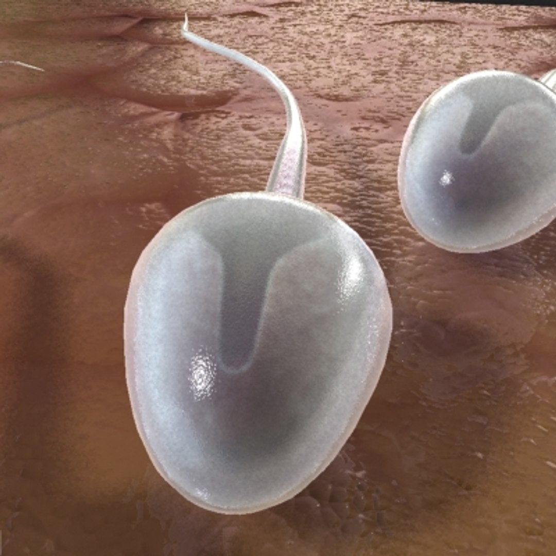 micro objects 3d max https://p.turbosquid.com/ts-thumb/Zs/s7jFZ4/wErPGB6d/0005/jpg/1266151909/1920x1080/fit_q87/d3d3419207af50db779fa23f7b2ef767c0569cf8/0005.jpg