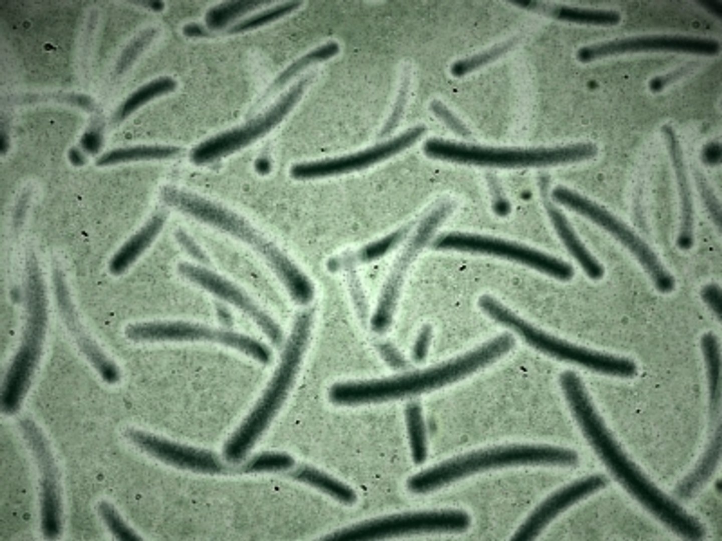 micro objects 3d max https://p.turbosquid.com/ts-thumb/Zs/s7jFZ4/z6k8gadv/0027/jpg/1266152009/1920x1080/fit_q87/6898dbd1c7c66cf357634371188d821f35bfc998/0027.jpg