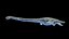 3D elasmosaurus
