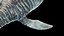 3D elasmosaurus