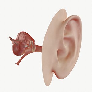 3d model ear anatomy