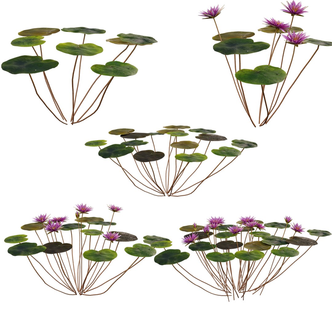 3D Nymphaea rubra https://p.turbosquid.com/ts-thumb/Zt/4VgMCN/X6/3dtree_nymphaearubra_v0/jpg/1630139358/1920x1080/fit_q87/b318926d58684982cb3a1e277205efef068d12b1/3dtree_nymphaearubra_v0.jpg