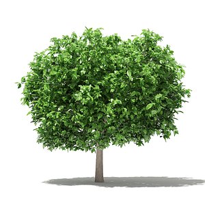 pomelo tree 3 6m model
