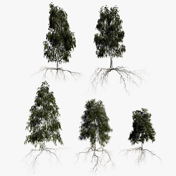 3D birch summer trees