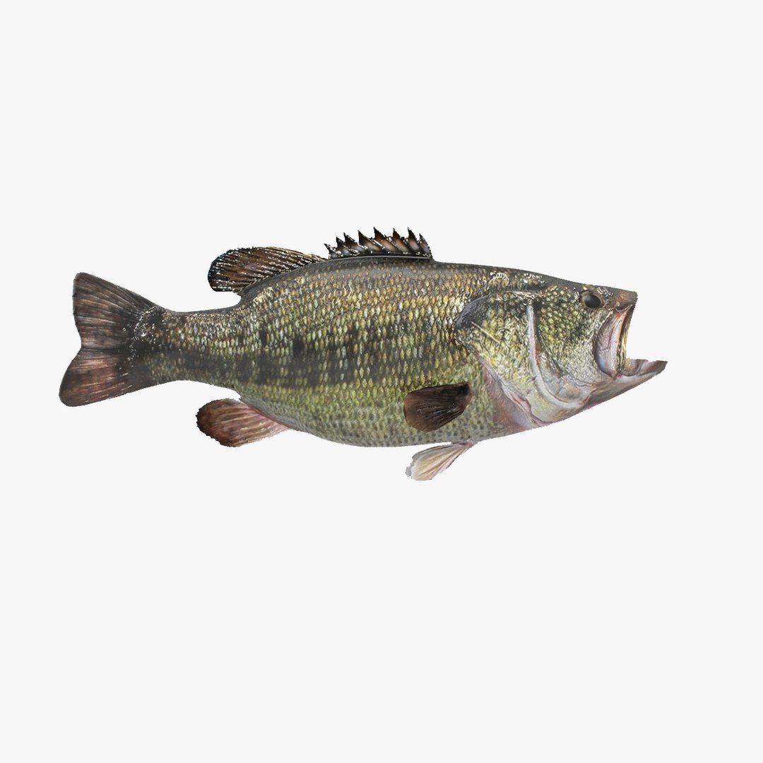 Largemouth bass 3D model - TurboSquid 1262064