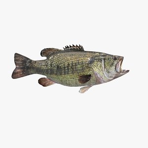 largemouth bass 3D model