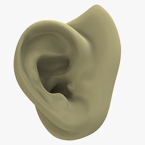 Human Ear 3D