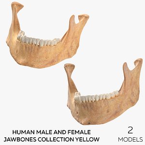 3D Human Male and Female Jawbones Collection Yellow - 2 models model