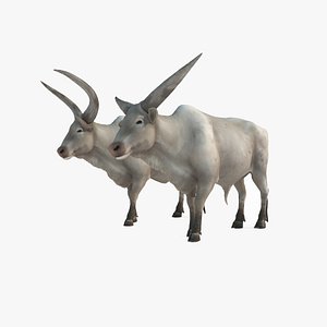 Ancient oxen for farming
