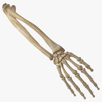 Real Human Hand Ulna and Radius Bones Anatomy 01