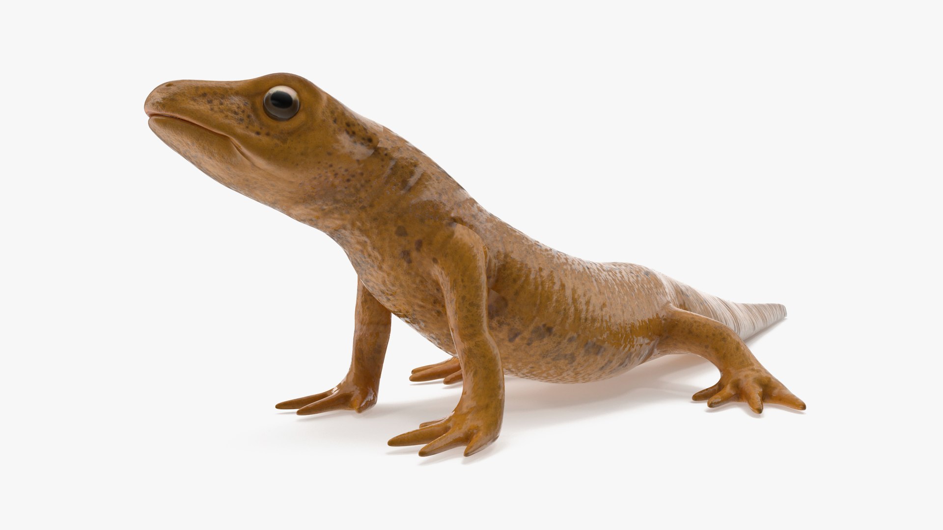 Smooth Newt Rigged for Cinema 4D 3D model preview