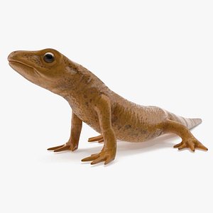 Smooth Newt Rigged for Cinema 4D