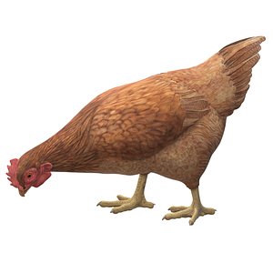 Pecking Chicken 3D model