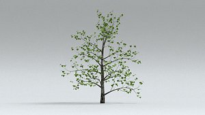 3D model laos Montpellier Maple