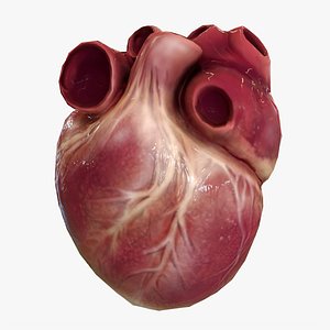 human heart animations 3D model