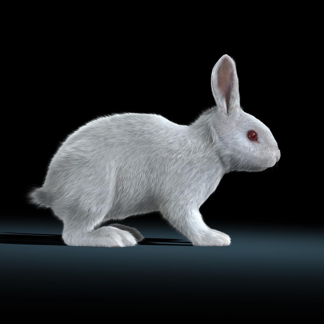 Maya Rabbit White Fur Animation
