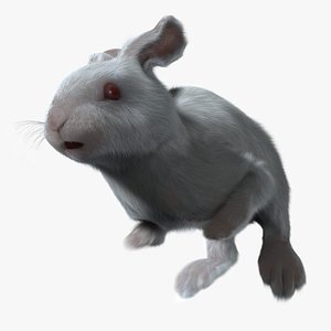maya rabbit white fur animation