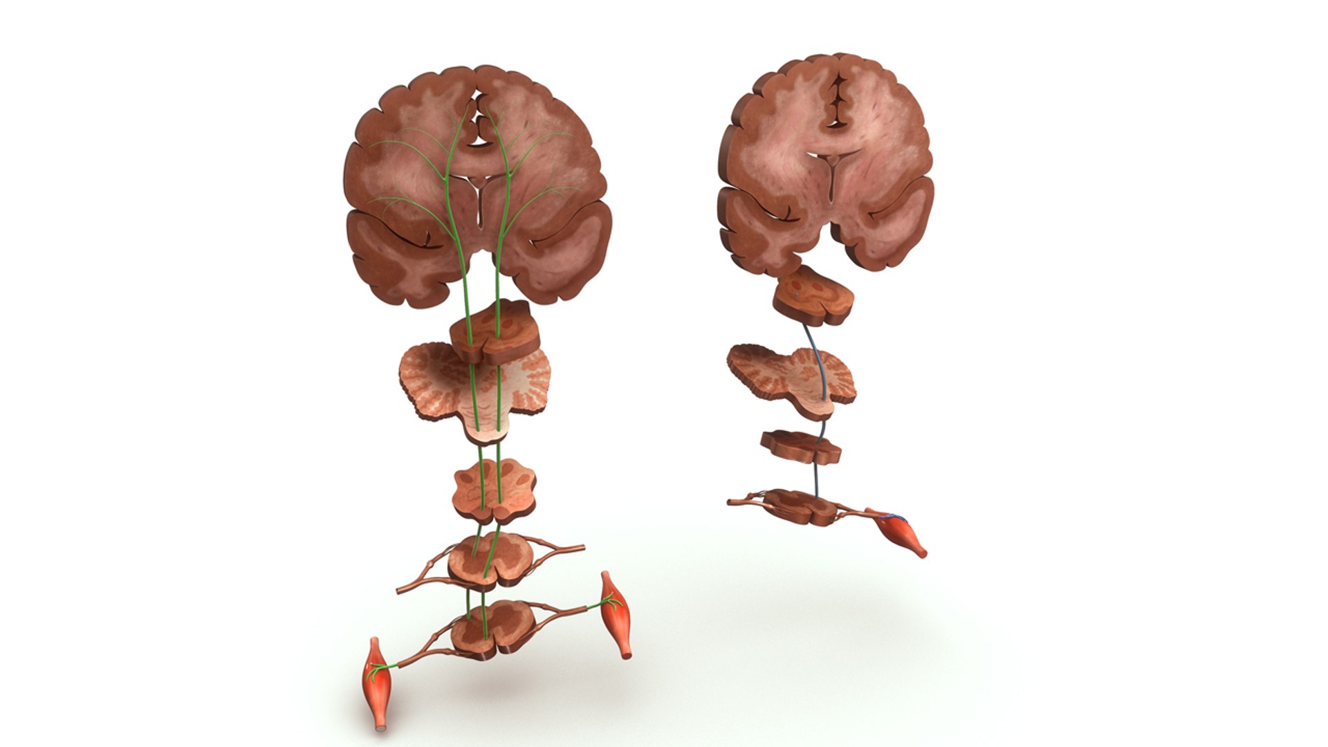 3d model motor areas brain