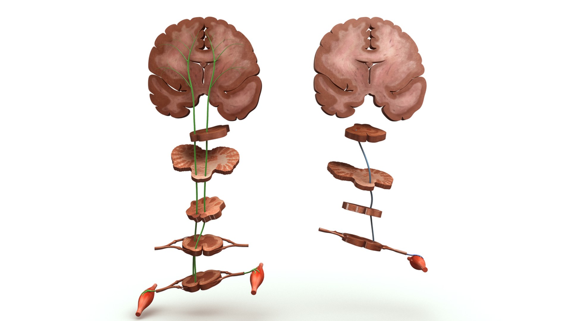 3d model motor areas brain