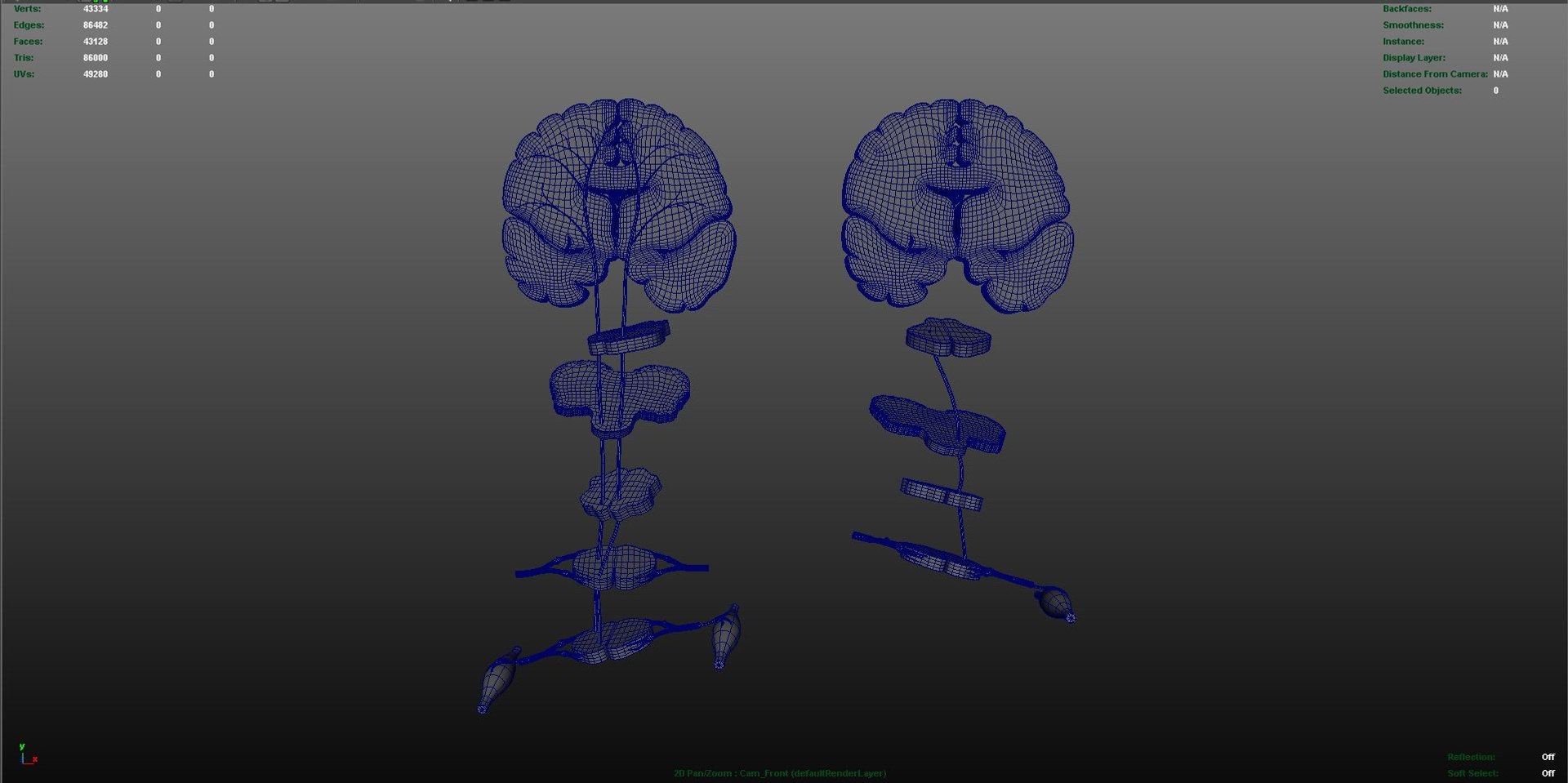 3d model motor areas brain