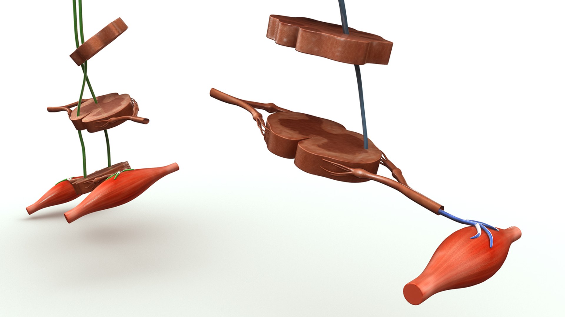 3d model motor areas brain