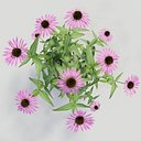 Echinacea purpurea
