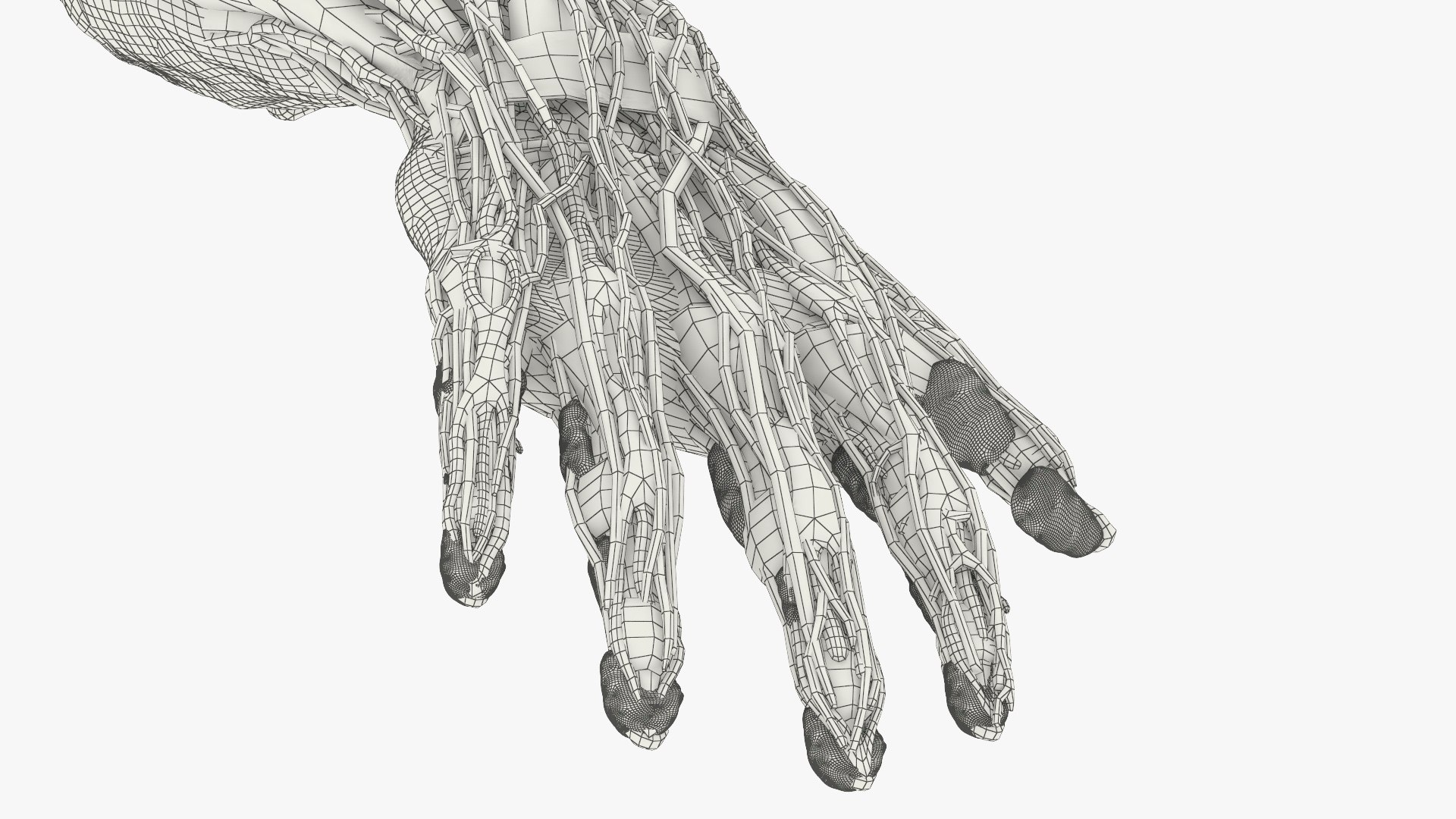 3D Model Human Arm Anatomy Model With Nerves And Fat - TurboSquid 2450304