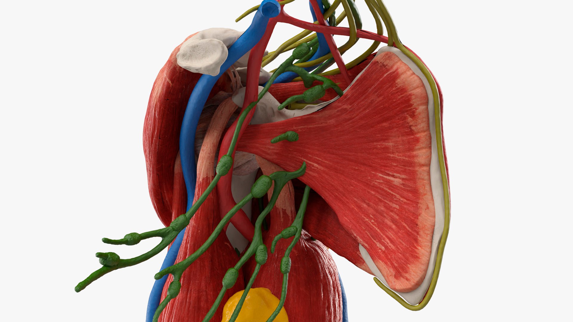 3D Model Human Arm Anatomy Model With Nerves And Fat - TurboSquid 2450304