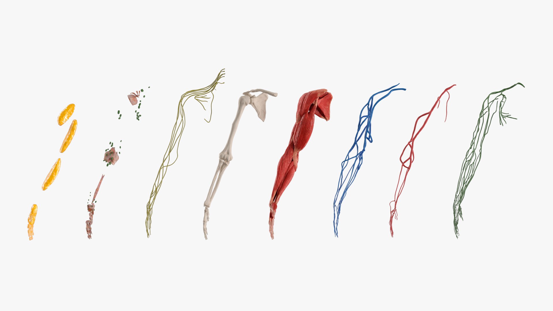 3D Model Human Arm Anatomy Model With Nerves And Fat - TurboSquid 2450304