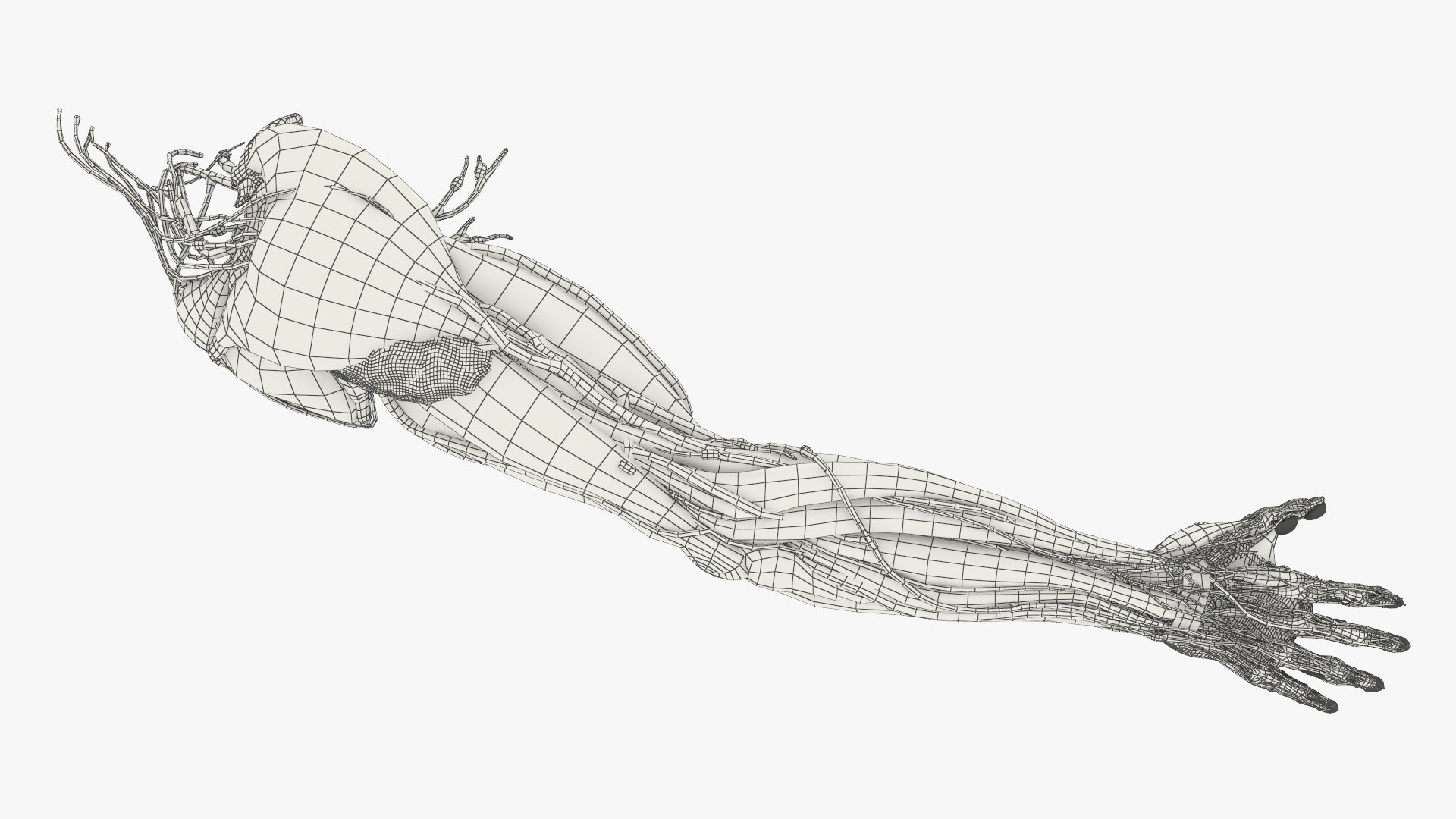 3D Model Human Arm Anatomy Model With Nerves And Fat - TurboSquid 2450304